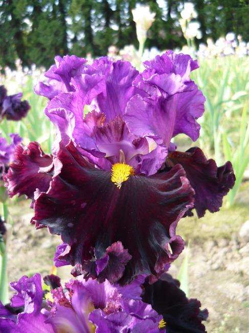 Photo of Tall Bearded Iris (Iris 'Naughty Nights') uploaded by Calif_Sue