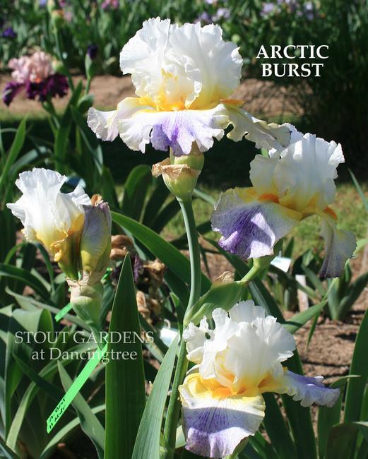 Photo of Tall Bearded Iris (Iris 'Arctic Burst') uploaded by Calif_Sue