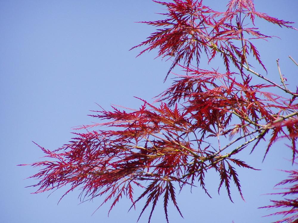 Photo of Japanese Maple (Acer palmatum) uploaded by admin