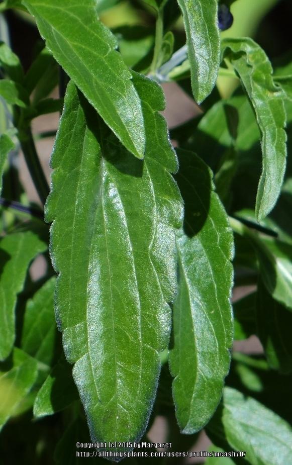 Photo of Mealycup Sage (Salvia farinacea 'Victoria Blue') uploaded by mcash70