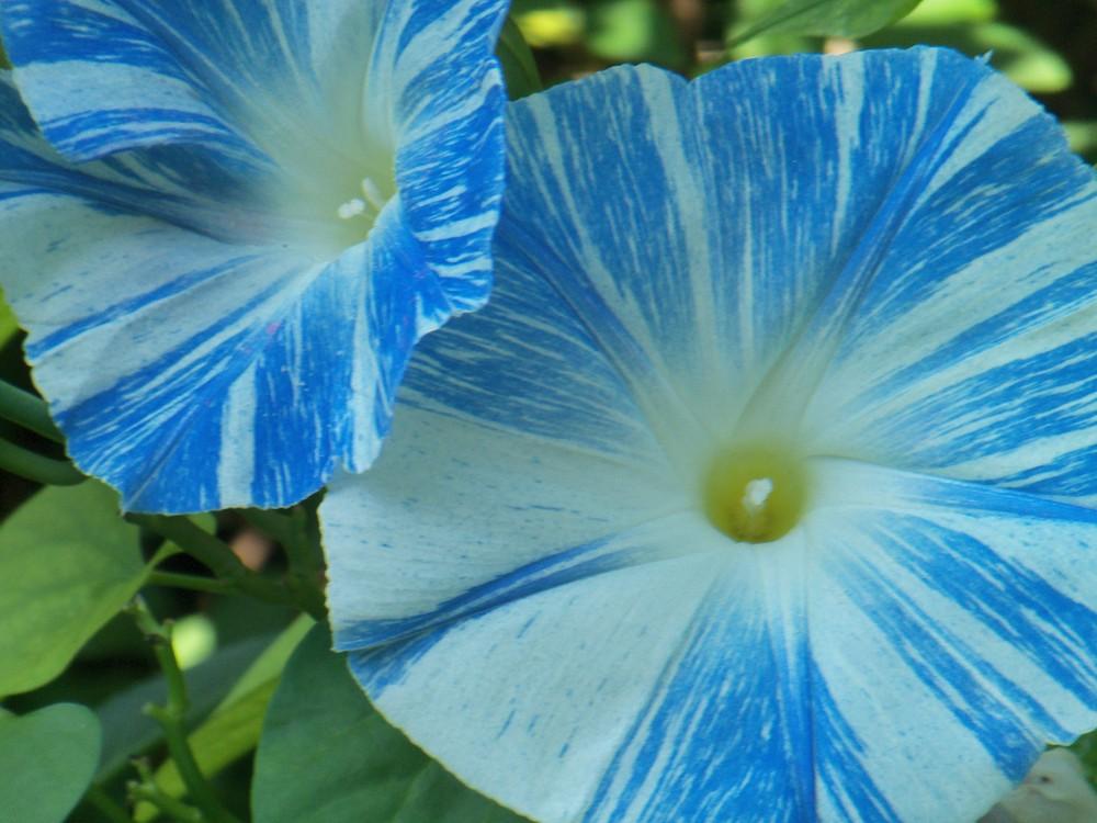 Photo of Morning Glory (Ipomoea tricolor 'Flying Saucers') uploaded by obliqua