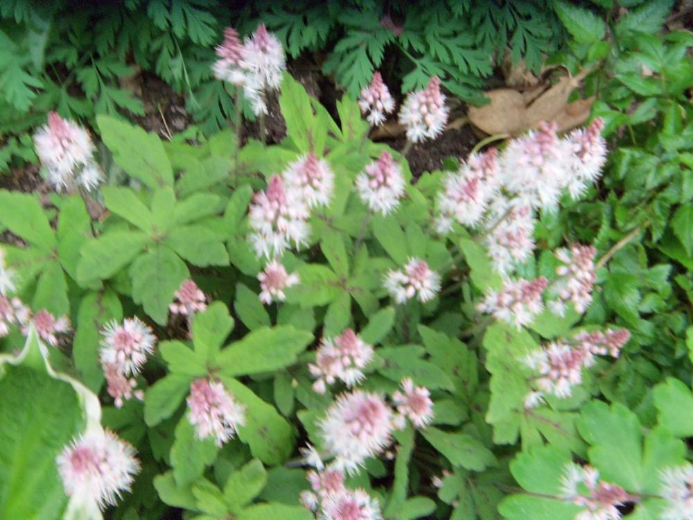 Photo of Foamflower (Tiarella 'Pink Skyrocket') uploaded by obliqua