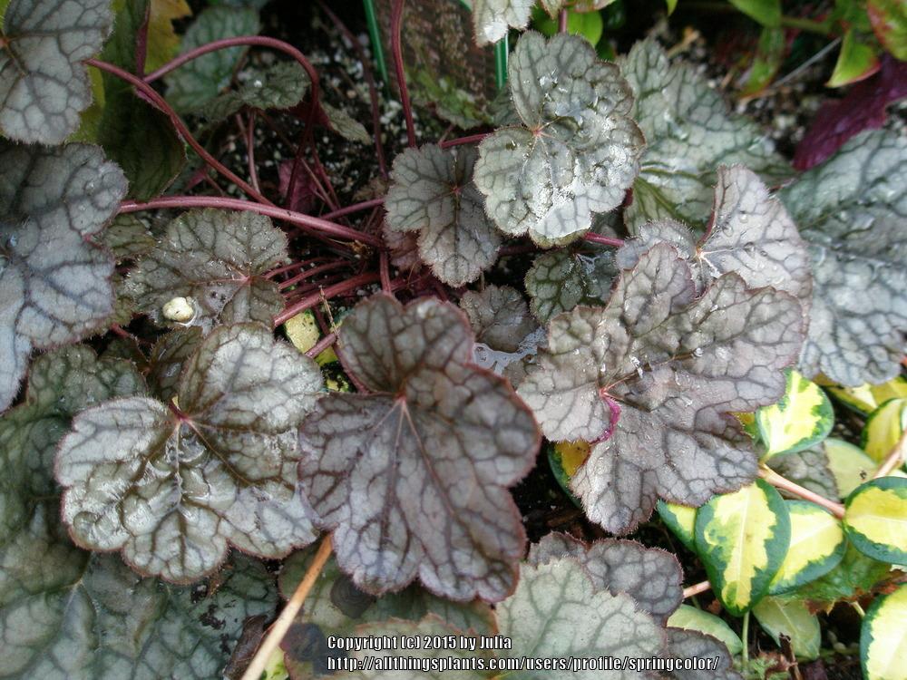 Photo of Coral Bells (Heuchera 'Pinot Bianco') uploaded by springcolor