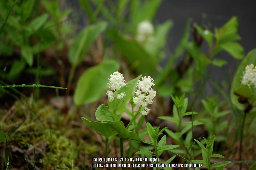 Photo of False Lily of the Valley (Maianthemum canadense) uploaded by treehugger