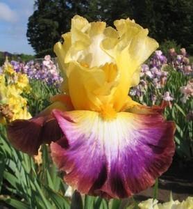Photo of Tall Bearded Iris (Iris 'Rainbow High') uploaded by Calif_Sue