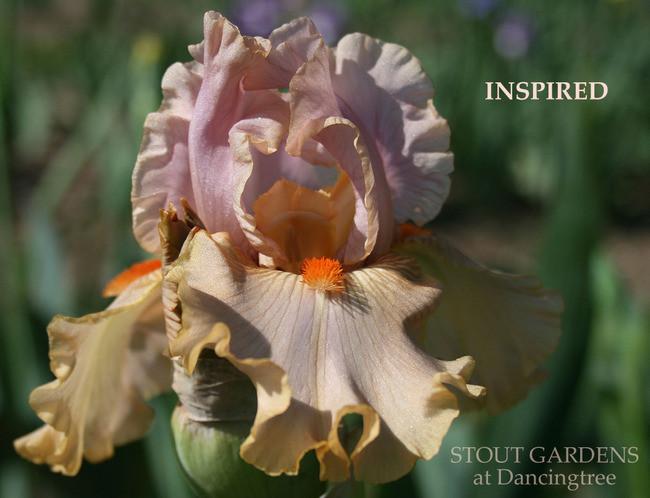 Photo of Tall Bearded Iris (Iris 'Inspired') uploaded by Calif_Sue