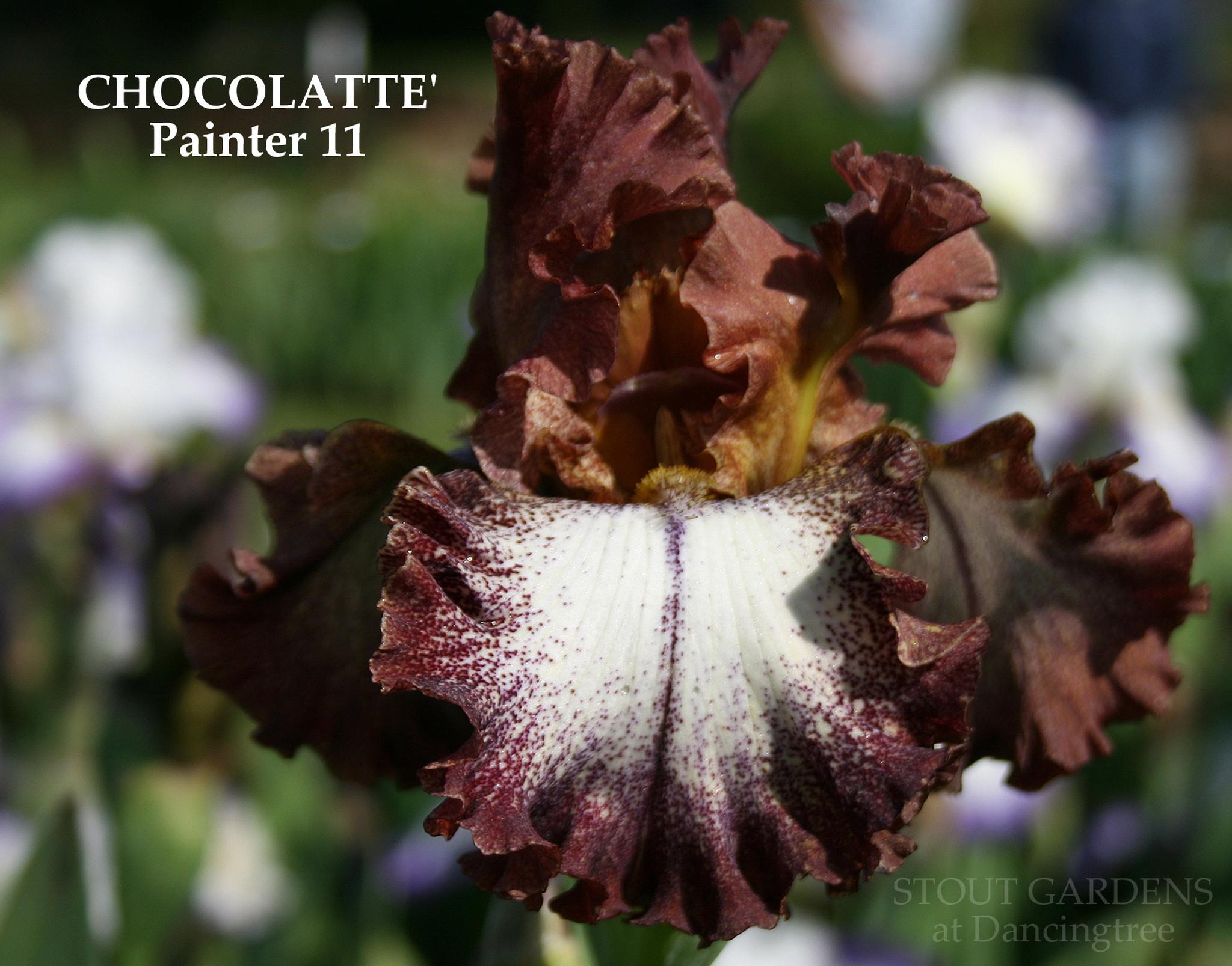 Photo of Tall Bearded Iris (Iris 'Chocolatté') uploaded by Calif_Sue