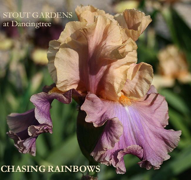 Photo of Tall Bearded Iris (Iris 'Chasing Rainbows') uploaded by Calif_Sue