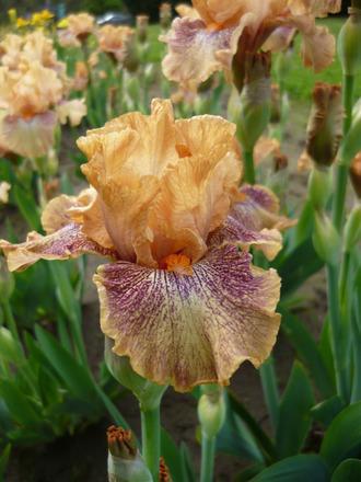 Photo of Intermediate Bearded Iris (Iris 'Persnickety') uploaded by Calif_Sue