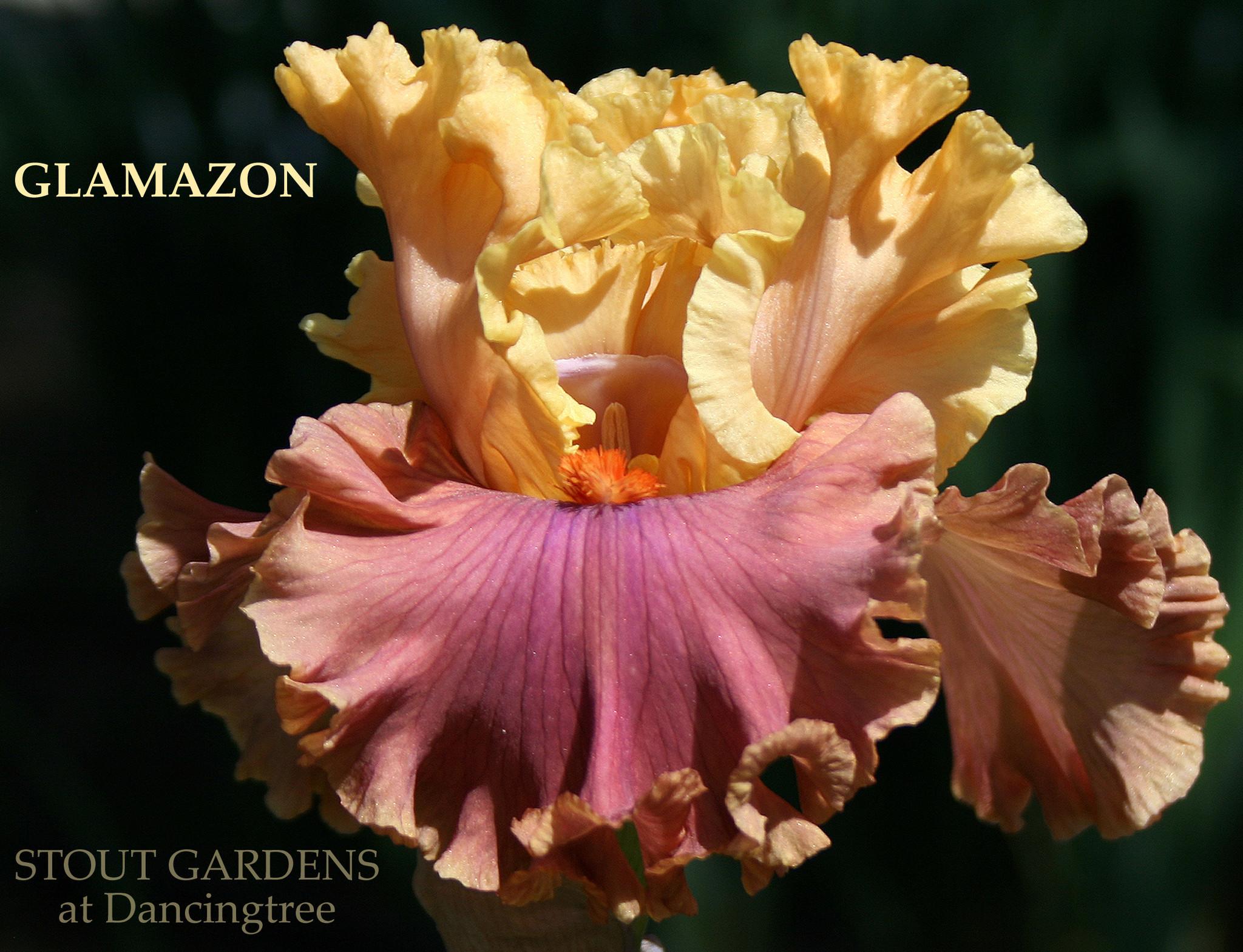 Photo of Tall Bearded Iris (Iris 'Glamazon') uploaded by Calif_Sue