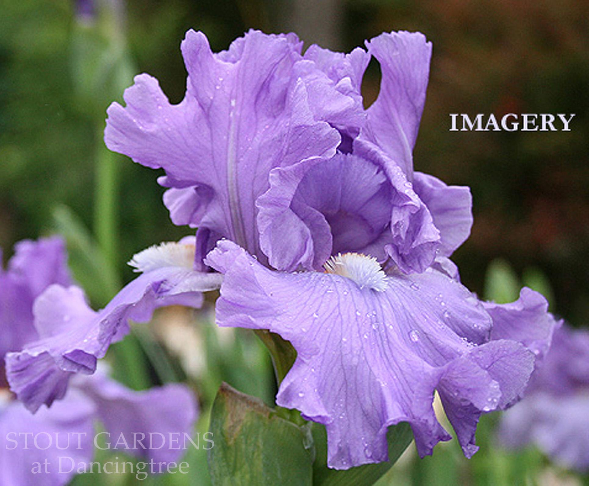 Photo of Tall Bearded Iris (Iris 'Imagery') uploaded by Calif_Sue