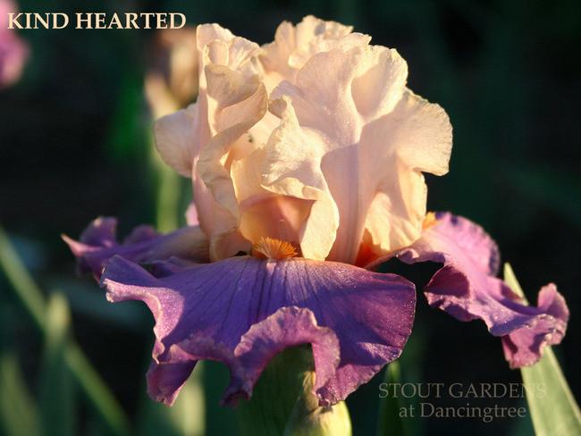 Photo of Tall Bearded Iris (Iris 'Kind Hearted') uploaded by Calif_Sue