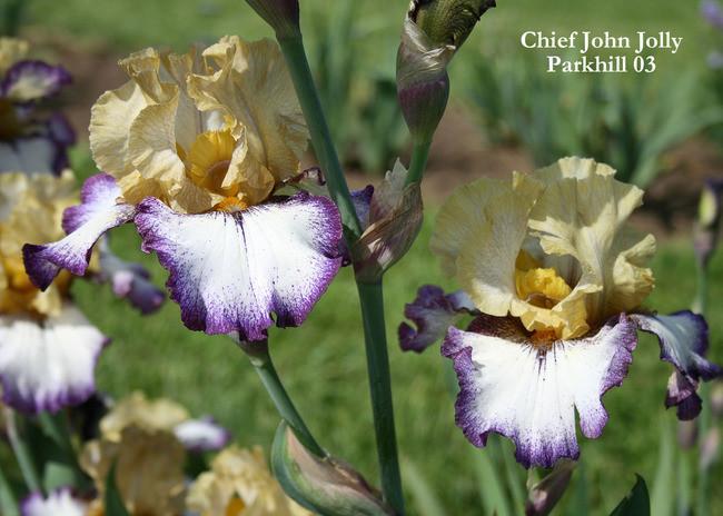 Photo of Tall Bearded Iris (Iris 'Chief John Jolly') uploaded by Calif_Sue