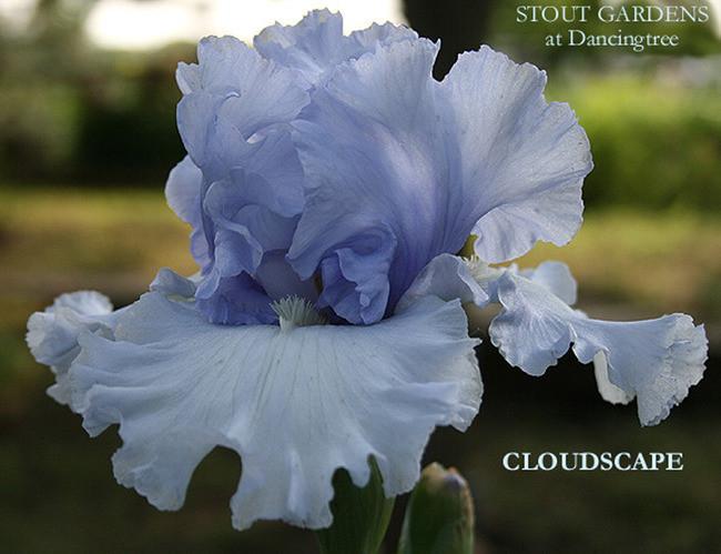 Photo of Tall Bearded Iris (Iris 'Cloudscape') uploaded by Calif_Sue