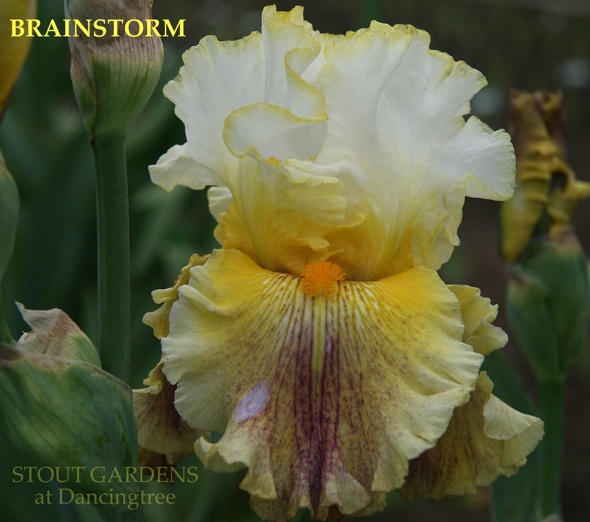 Photo of Tall Bearded Iris (Iris 'Brainstorm') uploaded by Calif_Sue