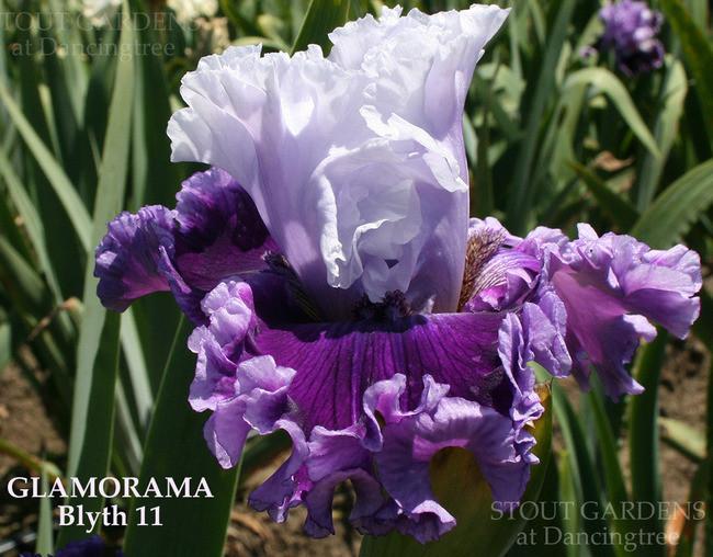 Photo of Tall Bearded Iris (Iris 'Glamorama') uploaded by Calif_Sue