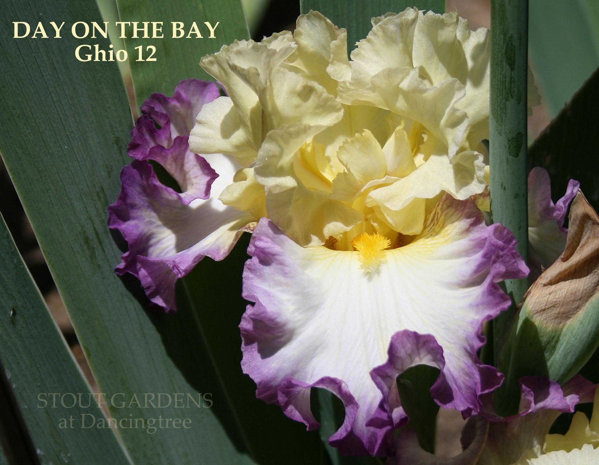 Photo of Tall Bearded Iris (Iris 'Day on the Bay') uploaded by Calif_Sue