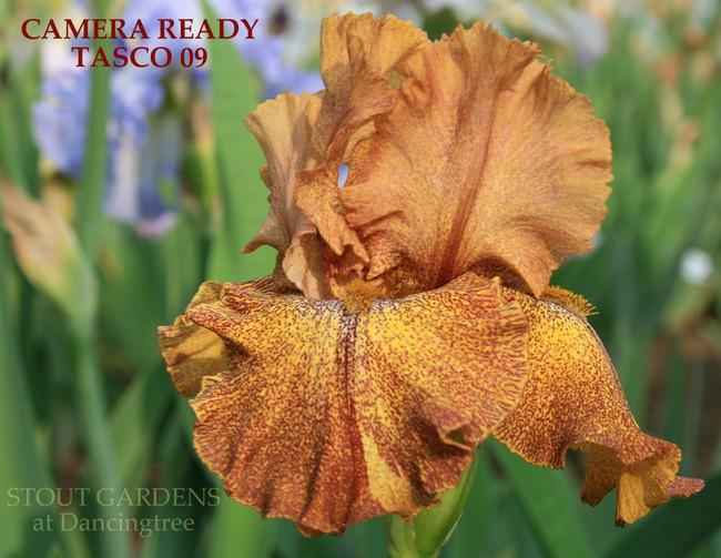 Photo of Tall Bearded Iris (Iris 'Camera Ready') uploaded by Calif_Sue