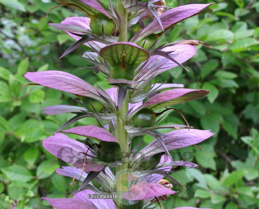 Photo of Bear's Breeches (Acanthus spinosus) uploaded by Char