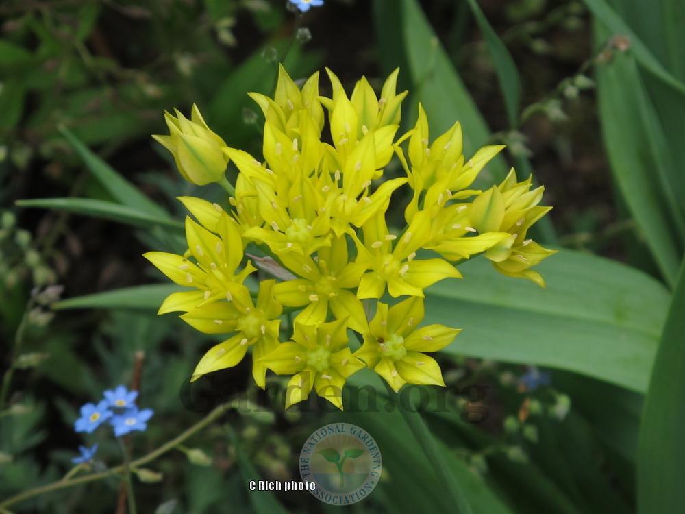 Photo of Golden Garlic (Allium moly) uploaded by Char