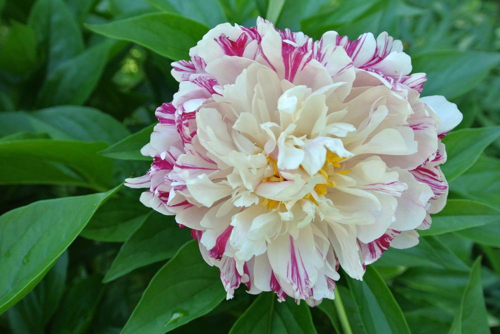 Photo of Peonies (Paeonia) uploaded by admin