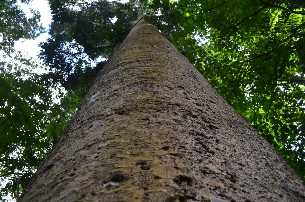 Photo of Queensland Kauri (Agathis robusta) uploaded by dave
