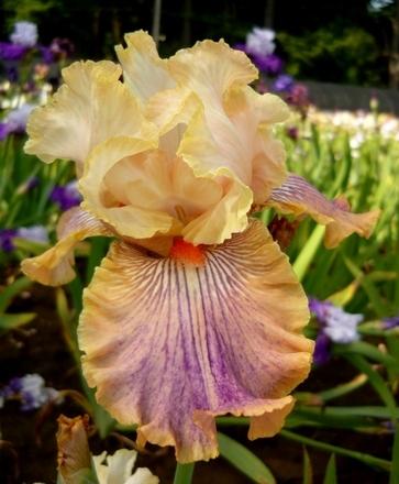 Photo of Tall Bearded Iris (Iris 'Carnival of Color') uploaded by Calif_Sue