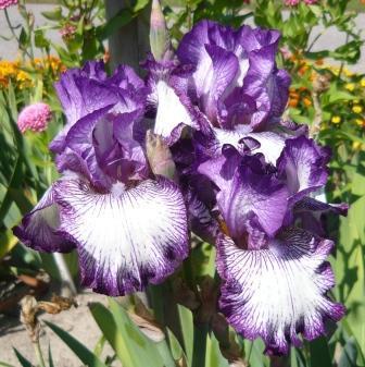 Photo of Tall Bearded Iris (Iris 'Double Shot') uploaded by Calif_Sue