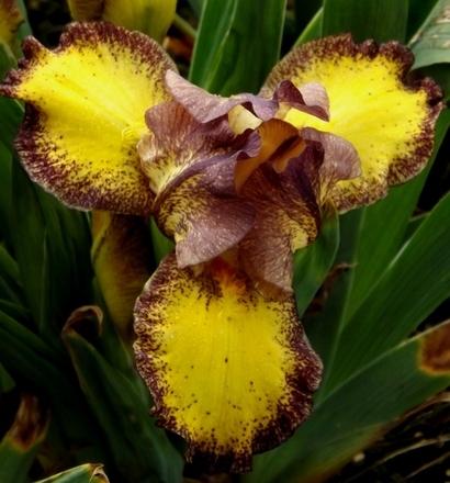 Photo of Standard Dwarf Bearded Iris (Iris 'Tremors') uploaded by Calif_Sue