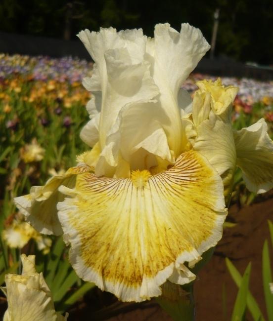 Photo of Tall Bearded Iris (Iris 'Spring Madness') uploaded by Calif_Sue