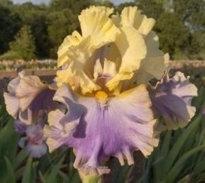 Photo of Tall Bearded Iris (Iris 'Bollywood') uploaded by Calif_Sue