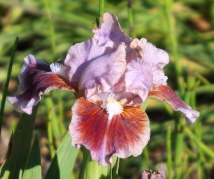 Photo of Standard Dwarf Bearded Iris (Iris 'Alamo Joe') uploaded by Calif_Sue