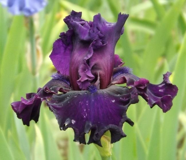 Photo of Tall Bearded Iris (Iris 'Royal Majesty') uploaded by Calif_Sue
