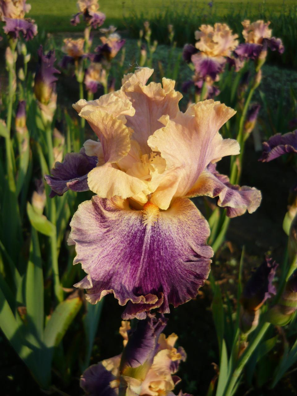 Photo of Tall Bearded Iris (Iris 'Spendthrift') uploaded by Calif_Sue