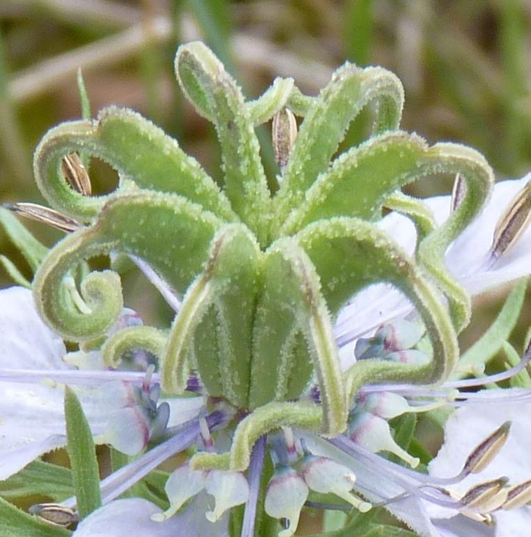 Photo of Fennel Flower (Nigella hispanica) uploaded by admin