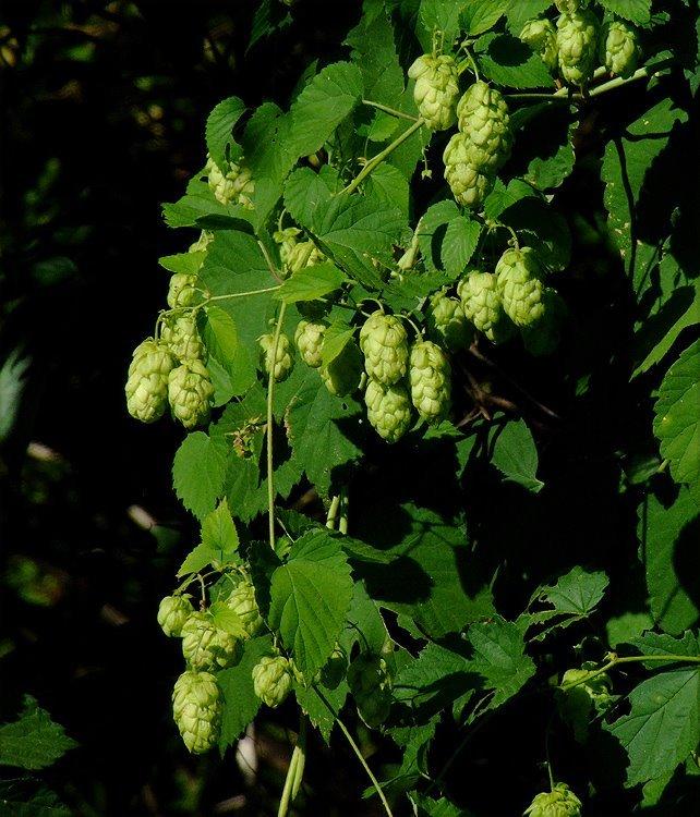 Photo of Hops (Humulus lupulus) uploaded by admin
