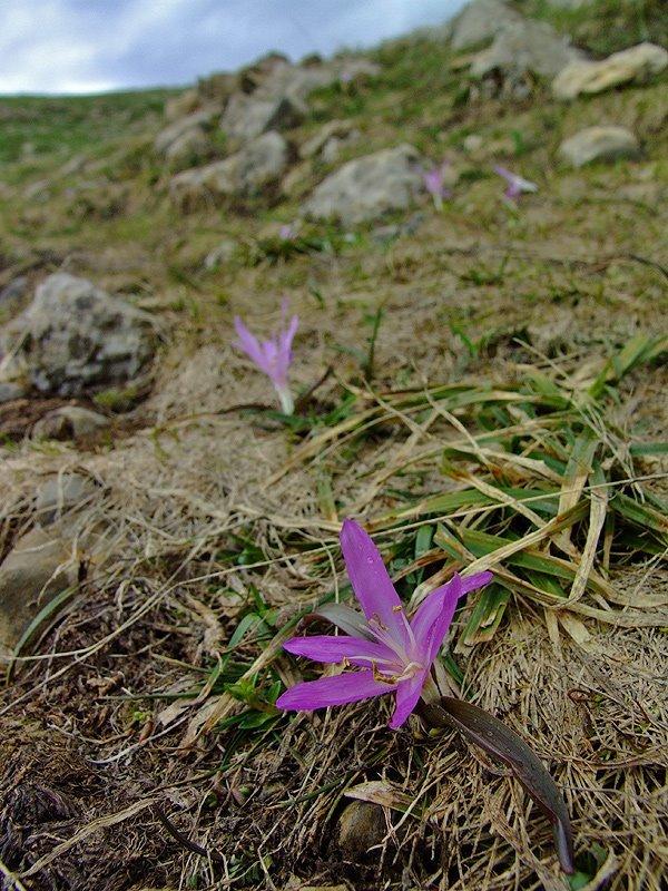 Photo of Spring Meadow Saffron (Colchicum bulbocodium) uploaded by admin