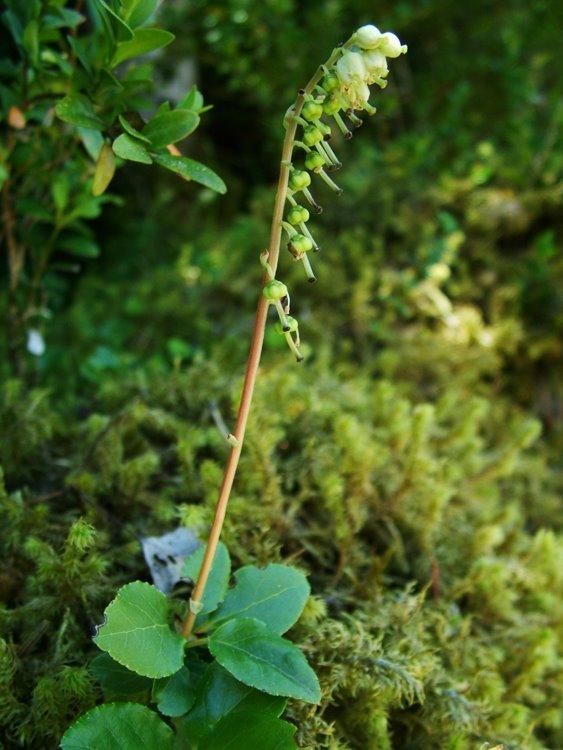 Photo of Sidebells Wintergreen (Orthilia secunda) uploaded by admin