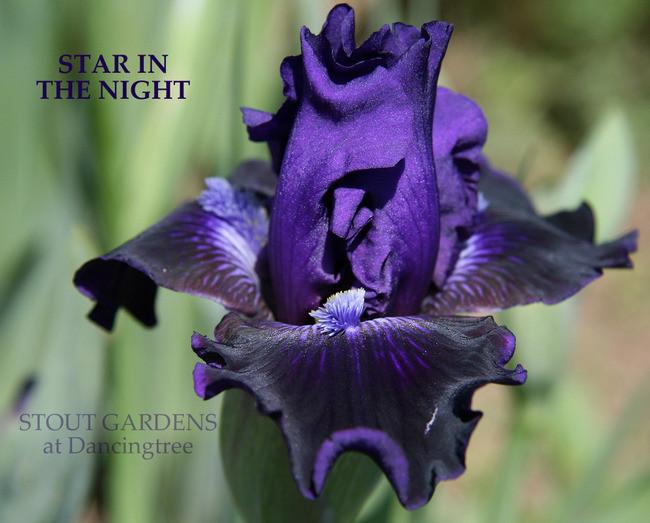 Photo of Intermediate Bearded Iris (Iris 'Star in the Night') uploaded by Calif_Sue