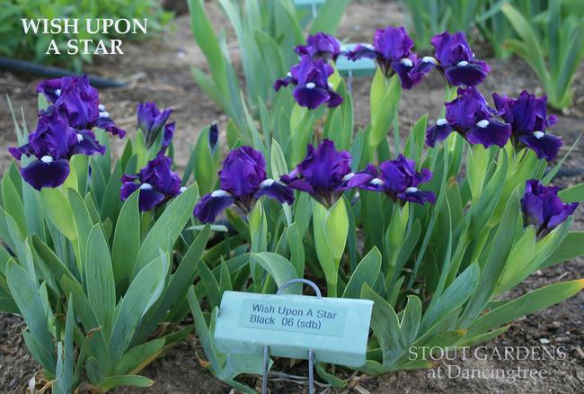 Photo of Standard Dwarf Bearded Iris (Iris 'Wish Upon a Star') uploaded by Calif_Sue