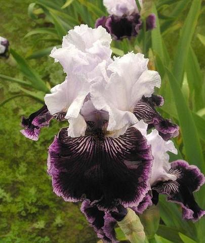 Photo of Tall Bearded Iris (Iris 'Salome's Butterfly') uploaded by Calif_Sue