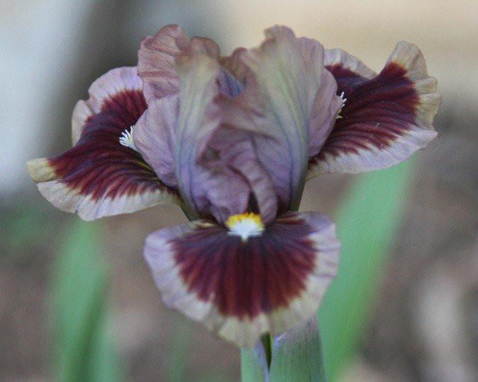 Photo of Standard Dwarf Bearded Iris (Iris 'Voldy's Mink') uploaded by Calif_Sue