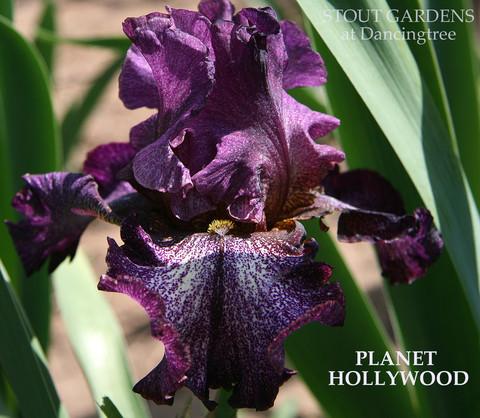 Photo of Tall Bearded Iris (Iris 'Planet Hollywood') uploaded by Calif_Sue