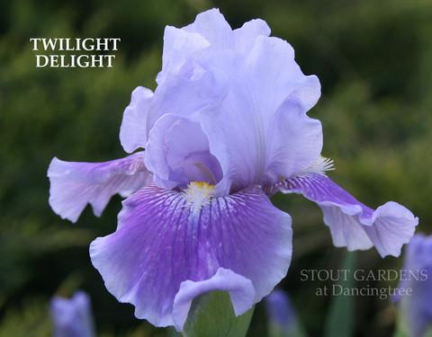 Photo of Intermediate Bearded Iris (Iris 'Twilight Delight') uploaded by Calif_Sue