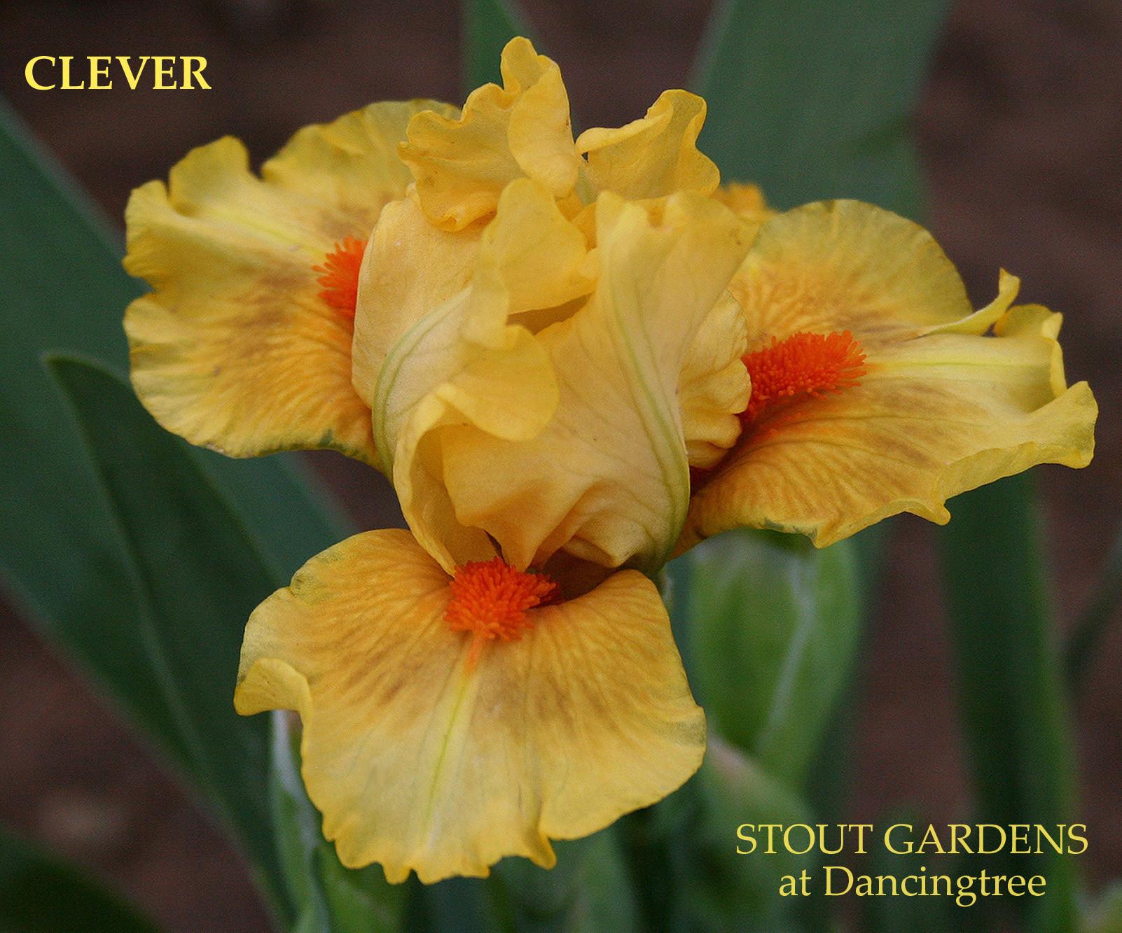 Photo of Standard Dwarf Bearded Iris (Iris 'Clever') uploaded by Calif_Sue