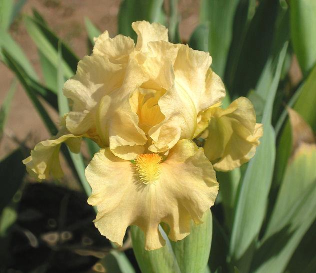 Photo of Standard Dwarf Bearded Iris (Iris 'All Ruffled Up') uploaded by Misawa77