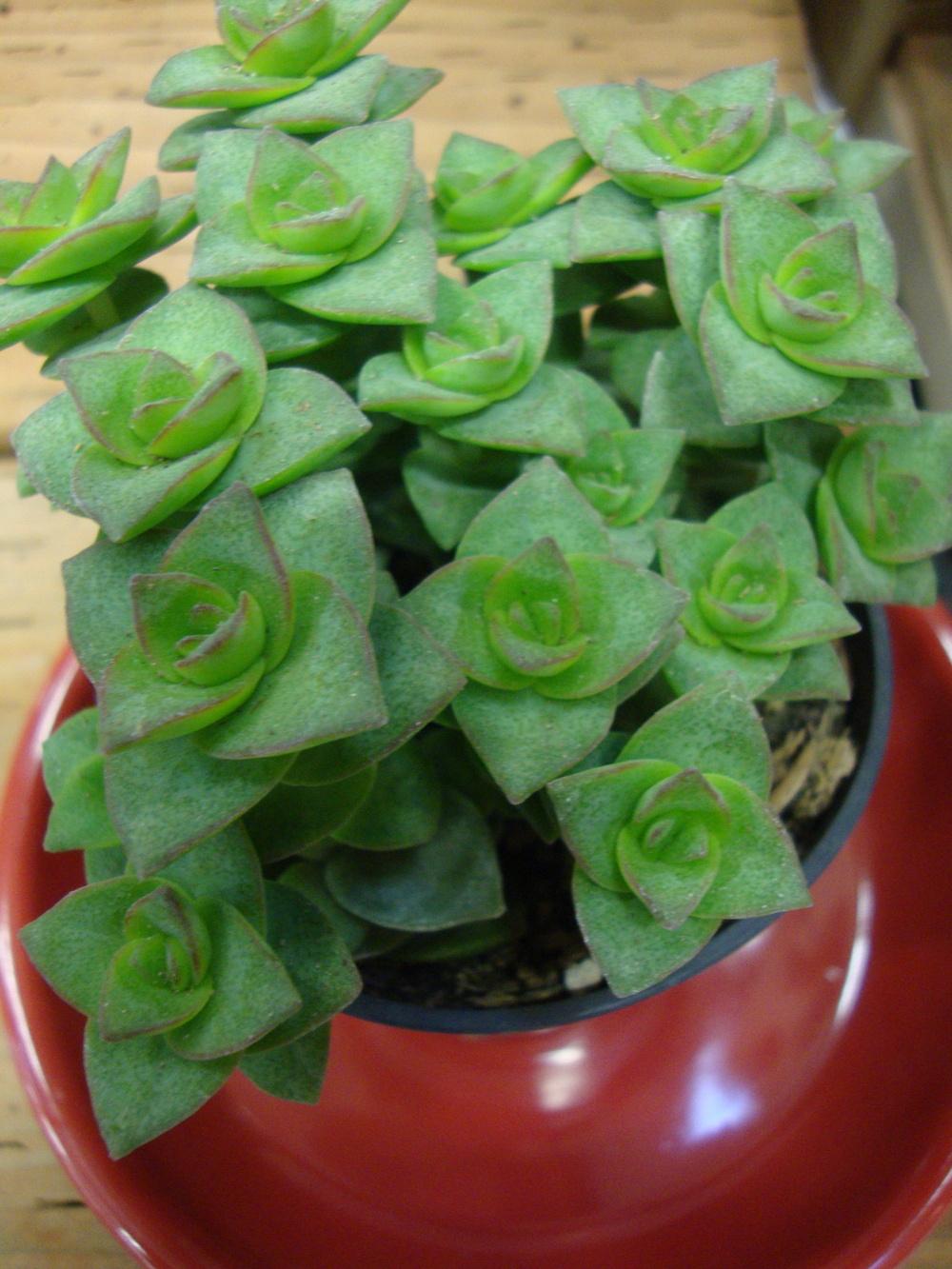 Photo of String of Buttons (Crassula perforata) uploaded by Paul2032