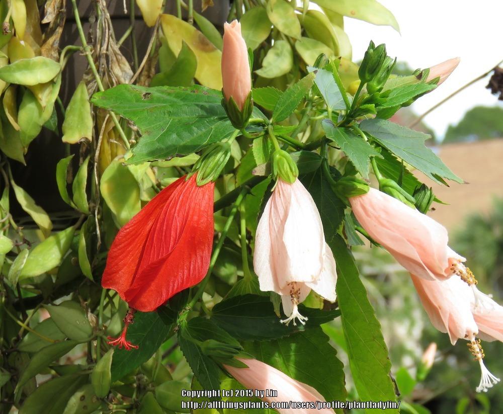 Photo of Mexican Turk's Cap (Malvaviscus arboreus var. mexicanus 'Rosea') uploaded by plantladylin