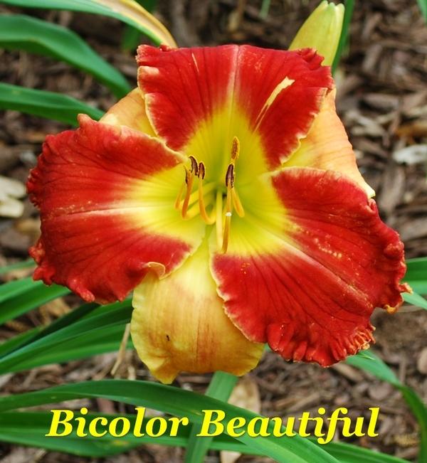 Photo of Daylily (Hemerocallis 'Bicolor Beautiful') uploaded by LarryW