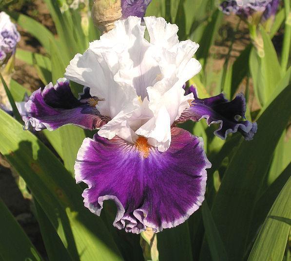 Photo of Tall Bearded Iris (Iris 'Merry Amigo') uploaded by Misawa77